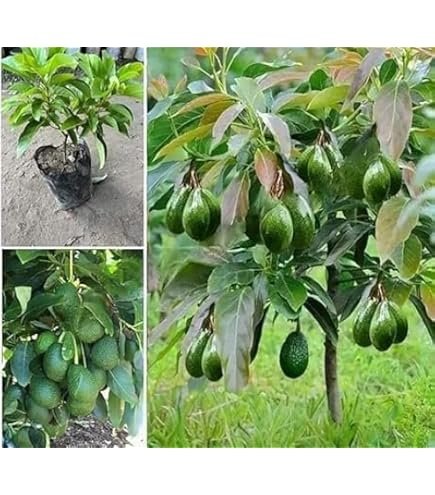 Hass Avocado Plant